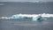 Icebergs with Adelie penguins upside in Antarctic Ocean near Paulet Island Antarctica.