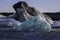 Icebergs coming from the Skaftafellsjokul glacier in the Jokulsarlon lagoon in Iceland