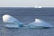 Icebergs with flock of gulls along the Avalon Peninsula, NL