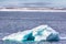 Icebergs, glaciers, growlers in Arctic ocean