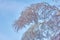 Iced birch leafs, buds, branchs, severe winter and autumn.