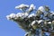 Iced branch of pine over blue sky