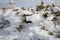 Iced bush detail at mountain scene