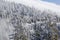 Iced Forest Great Smoky Mountains