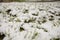 Iced Grass Plants Under Ice And Snow