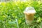 Iced latte in plastic cup, takeaway beverage in green grass