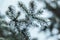 Iced needles on the branches of coniferous trees in December.