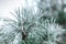 Iced needles on the branches of coniferous trees in December