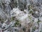 Iced plants in the Belgian Ardennes