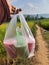 Iced tea coffee rice field hand holding picnic.