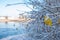 Iced tree and shrubs in a winter