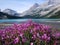 Icefields Parkway, Canada: Fireweed at Bow Lake