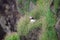 Iceland atlantic puffin flight of a cliff