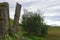 Iceland basalt organ near a tree