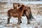 Iceland breed horse in wintertime.