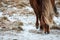 Iceland breed horse in wintertime.