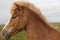 Iceland. Brown icelandic young horse head.