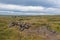 Iceland Caked Lava field landscape