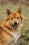 Iceland Dog or Icelandic Sheepdog, Portrait of Adult