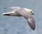 Iceland Gull