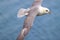 Iceland Gull