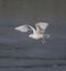 Iceland Gull