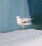 Iceland Gull