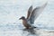 Iceland Gull dancing at seaside