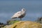 Iceland Gull resting at seaside