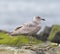 Iceland Gull resting at seaside