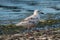 Iceland Gull resting at seaside