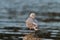 Iceland Gull resting at seaside