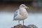 Iceland Gull resting at seaside