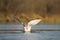 Iceland Gull resting at seaside