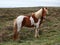 Iceland horse