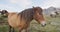 Iceland Horse - Icelandic horses on beautiful Icelandic horse standing on field