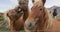 Iceland Horse - Icelandic horses on beautiful Icelandic horse standing on field