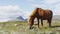 Iceland Horse - Icelandic horses on beautiful Icelandic horse standing on field