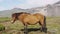 Iceland Horse - Icelandic horses on beautiful Icelandic horse standing on field
