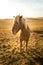 Iceland Horse during Sunset at southern Icelandic Coast - Iceland Pony