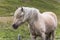 Iceland horses, light brown on the grass