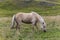 Iceland horses, light brown on the grass