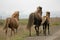 Iceland horses with nobody around