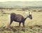 Iceland horses pony
