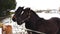 Iceland horses with their friend, a shetland pony