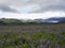 Iceland landscape with purple lupine Lupinus perennis flower field meadow, green sharp hills and myrdalsjokull glacier