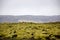 Iceland Lava field, green moss, volcanic rocks