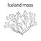 Iceland moss Cetraria islandica , medicinal plant