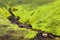 Iceland moss landscape.