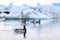 Iceland nature - birds at Jokulsarlon